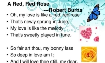 rose除了玫瑰还有什么意思呢英文翻译怎么写出来的